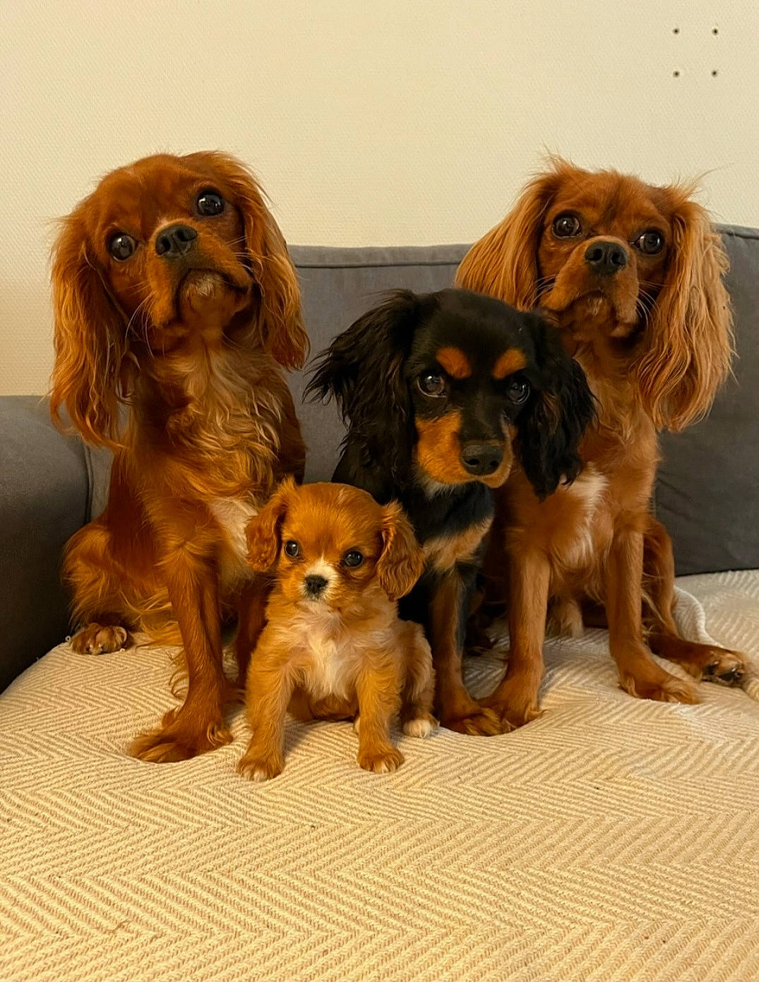 Nalia a rejoint le concours — aidez-le/la à gagner de superbes lots ! ancient_dog_breeds, brown, canidae, carnivore, companion_dog, dog, dog_breed, fawn, fur, liver, puppy, sporting_group, terrestrial_animal, toy_dog, vertebrate, working_animal