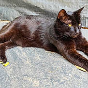 Neo participe au concours pour gagner de l'argent avec cette photo : black_cat, cat, animal, pet, feline, yellow_eyes, lying_down, relaxed, fur, whiskers, outdoor, texture, stretching, close_up, mammal, paw, ear, resting, domestic_cat, side_view