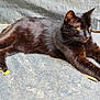black_cat, cat, animal, pet, feline, yellow_eyes, lying_down, relaxed, fur, whiskers, outdoor, texture, stretching, close_up, mammal, paw, ear, resting, domestic_cat, side_view