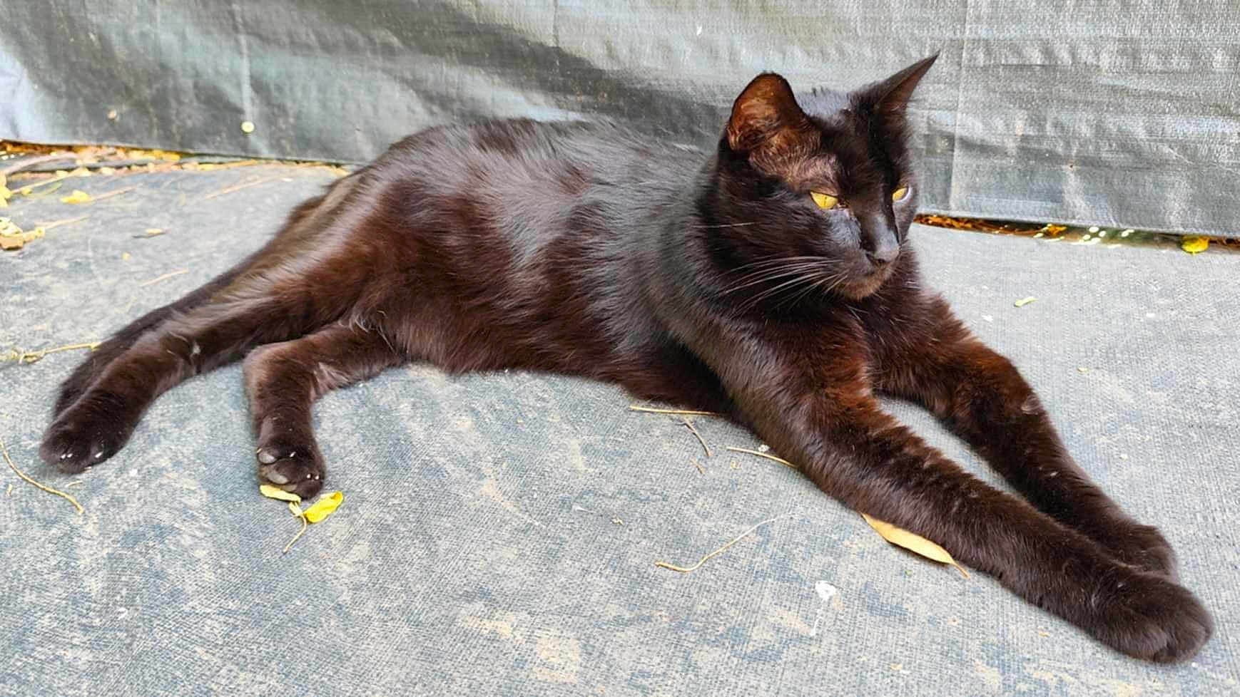 Neo participe au concours pour gagner de l'argent avec cette photo : black_cat, cat, animal, pet, feline, yellow_eyes, lying_down, relaxed, fur, whiskers, outdoor, texture, stretching, close_up, mammal, paw, ear, resting, domestic_cat, side_view
