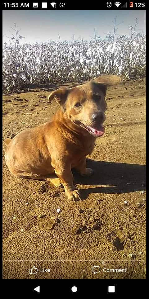 Bosco joined the competition — help win amazing prizes! canidae, carnivore, collar, companion_dog, dog, dog_breed, dog_collar, fawn, fireworks, landscape, leash, road_surface, shadow, snout, soil, sporting_group, street_dog, tints_and_shades, whiskers, working_animal