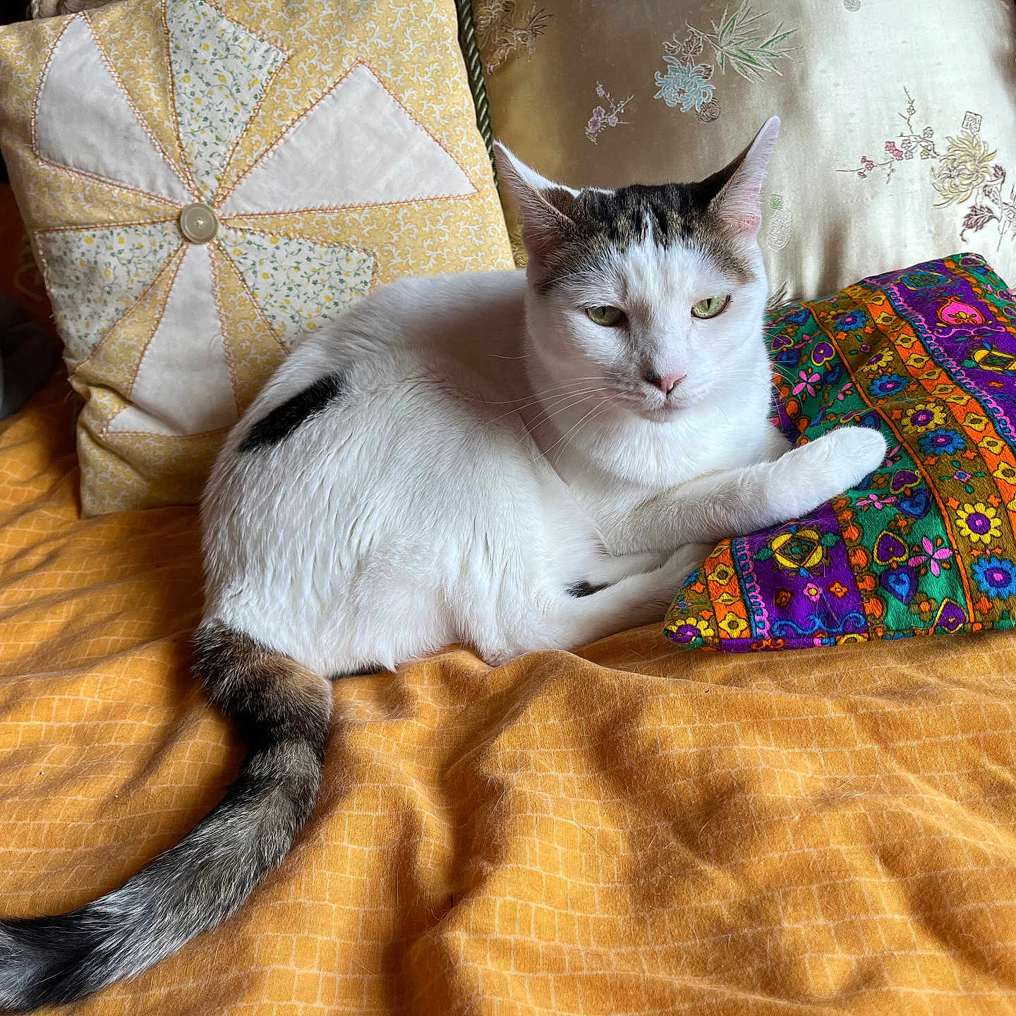 Toby joined the competition — help win amazing prizes! abyssinian, animal, applique, bed, bedroom, blanket, cat, couch, cushion, furniture, homedecor, indoors, kitten, linen, manx, pattern, pet, pillow, quilt, room