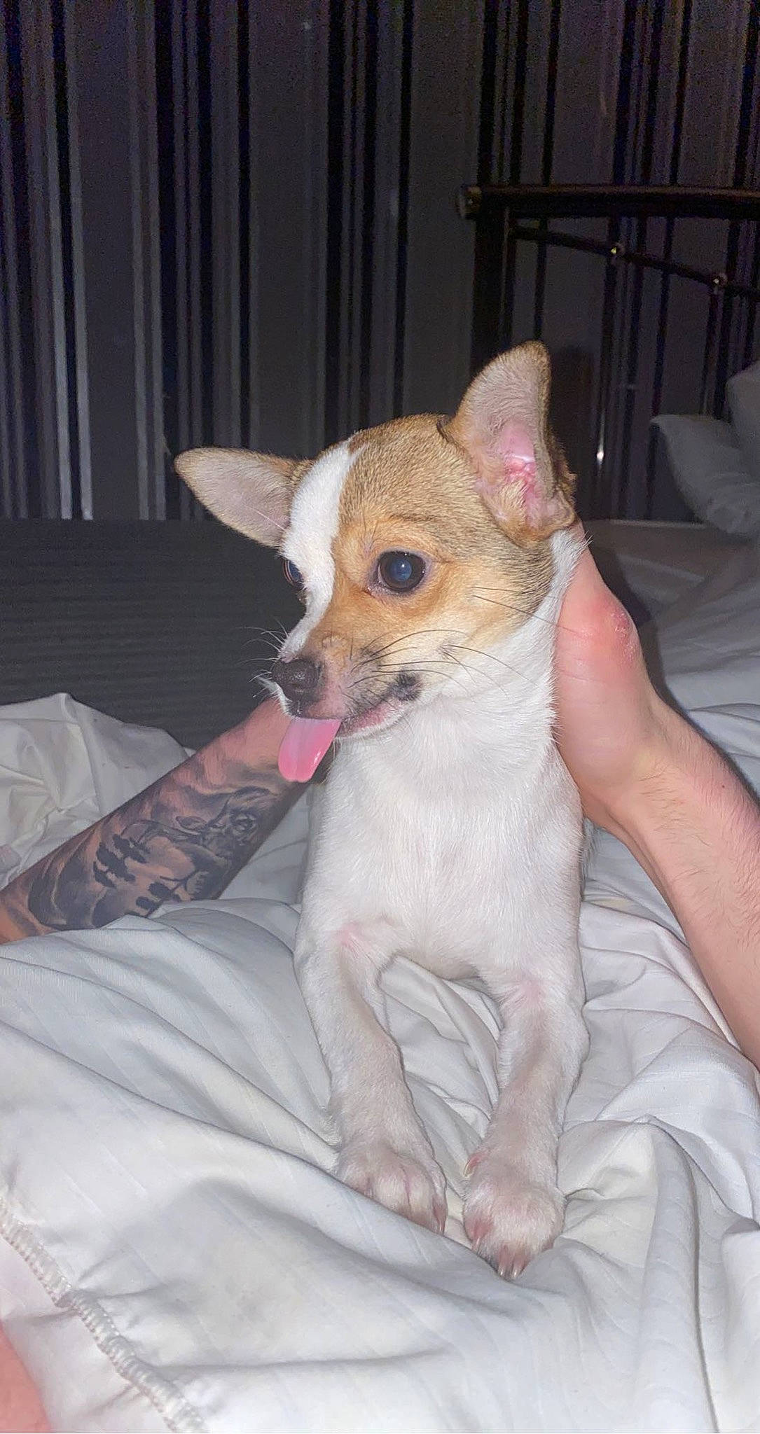 Crumpet joined the competition — help win amazing prizes! canidae, carnivore, comfort, companion_dog, corgi_chihuahua, dog, dog_breed, fawn, fur, linens, non_sporting_group, snout, terrestrial_animal, toy_dog, whiskers