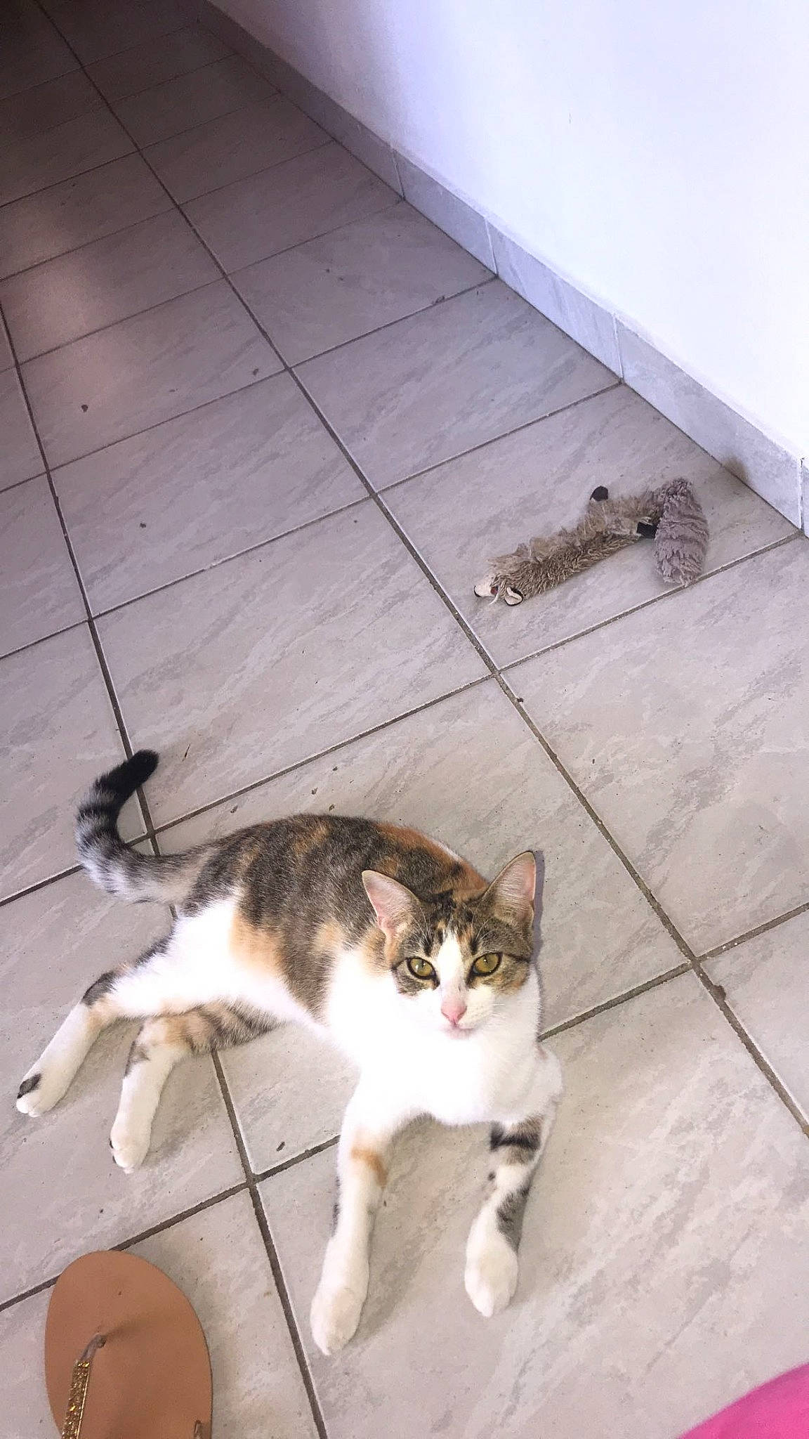 Isis a rejoint le concours — aidez-le/la à gagner de superbes lots ! aegean_cat, carnivore, cat, domestic_short_haired_cat, european_shorthair, felidae, floor, flooring, mammal, polydactyl_cat, small_to_medium_sized_cats, tail, whiskers