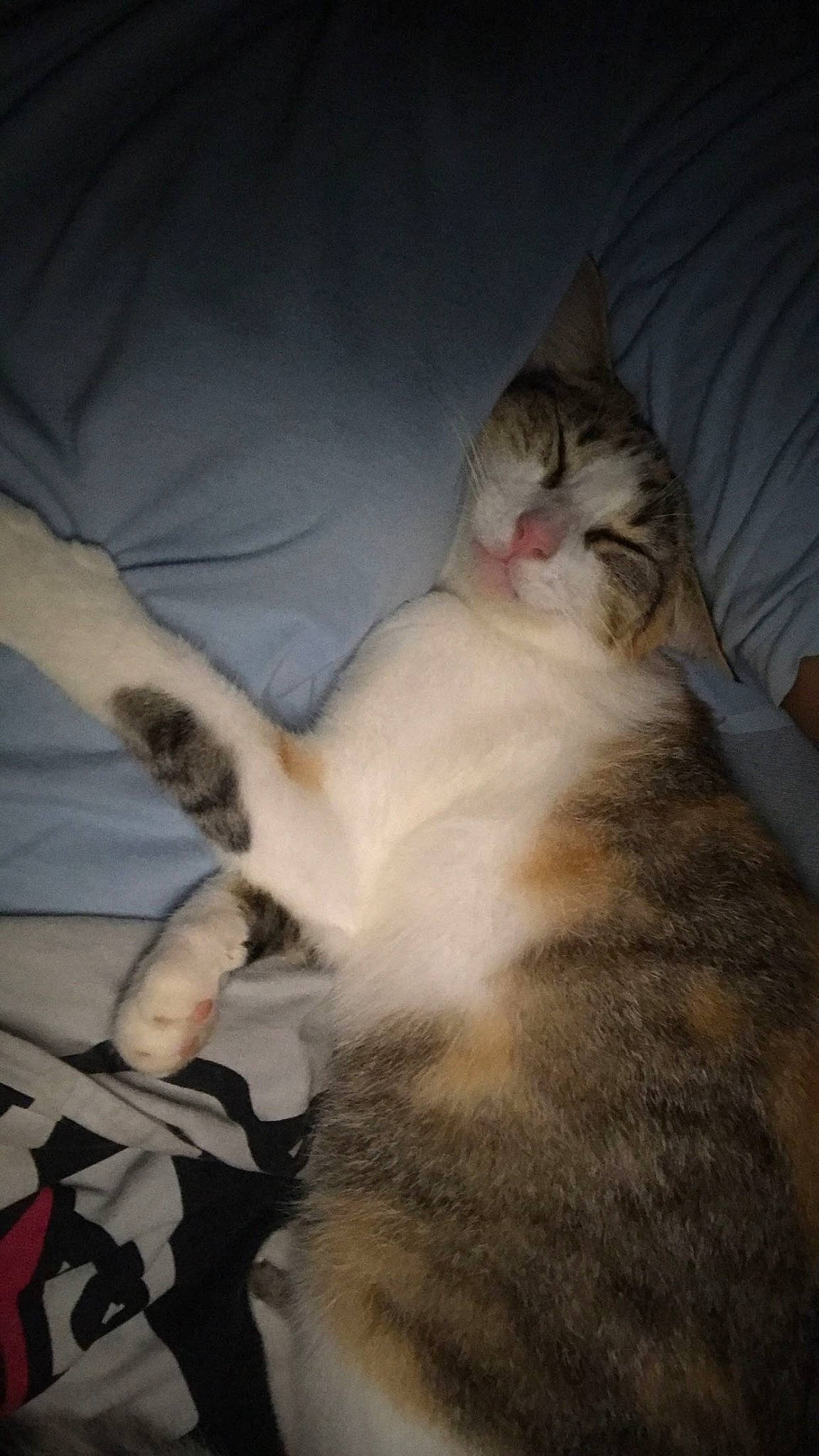 Isis a rejoint le concours — aidez-le/la à gagner de superbes lots ! aegean_cat, asian, carnivore, cat, claw, domestic_short_haired_cat, european_shorthair, fawn, felidae, fur, kitten, norwegian_forest_cat, paw, polydactyl_cat, small_to_medium_sized_cats, tabby_cat, tail, whiskers