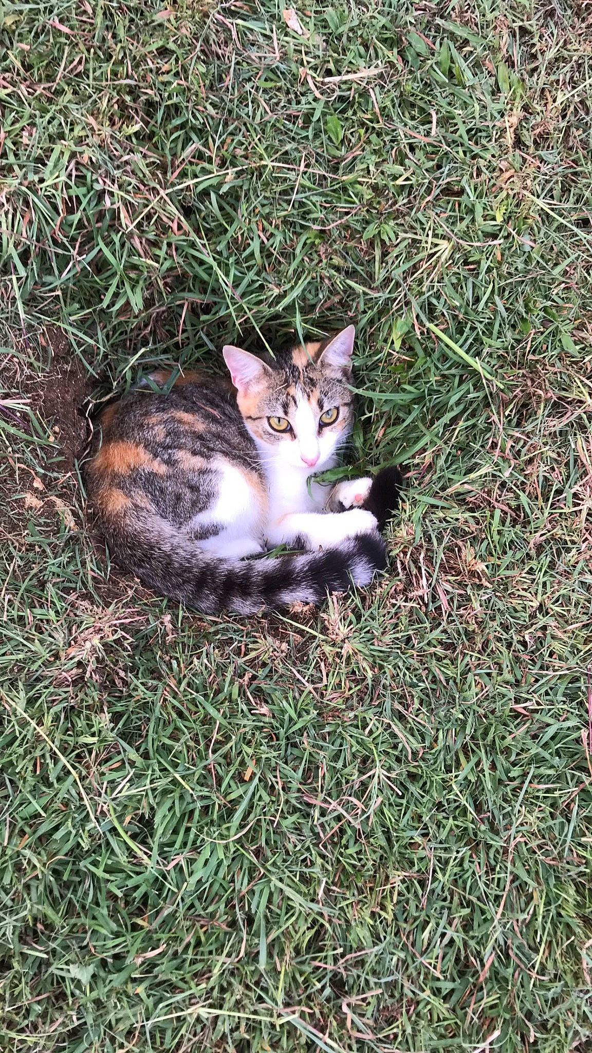 Isis a rejoint le concours — aidez-le/la à gagner de superbes lots ! carnivore, cat, domestic_short_haired_cat, european_shorthair, felidae, fur, grass, grass_family, kitten, plant, polydactyl_cat, small_to_medium_sized_cats, tabby_cat, whiskers, wild_cat