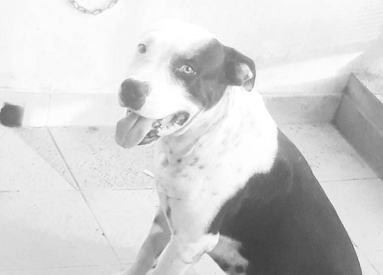 Bull a rejoint le concours — aidez-le/la à gagner de superbes lots ! american_bulldog, american_pit_bull_terrier, american_staffordshire_terrier, black_and_white, bull_and_terrier, bully_kutta, canidae, carnivore, dog, dog_breed, fawn, mammal, non_sporting_group, pit_bull, rare_breed_dog, snout, staffordshire_bull_terrier, vertebrate, white