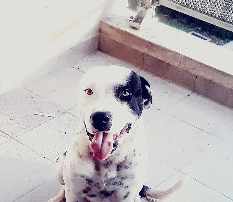 Bull participe au concours pour gagner de l'argent avec cette photo : canidae, carnivore, dalmatian, dog, dog_breed, head, mammal, non_sporting_group, nose, snout, sporting_group, square, street_dog, vertebrate, white