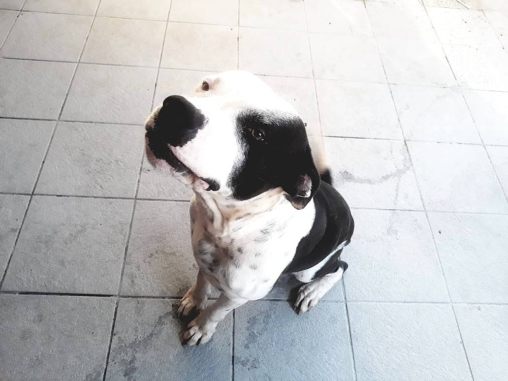 Bull participe au concours pour gagner de l'argent avec cette photo : canidae, carnivore, companion_dog, dog, dog_breed, english_springer_spaniel, mammal, pointer, rare_breed_dog, sporting_group, vertebrate