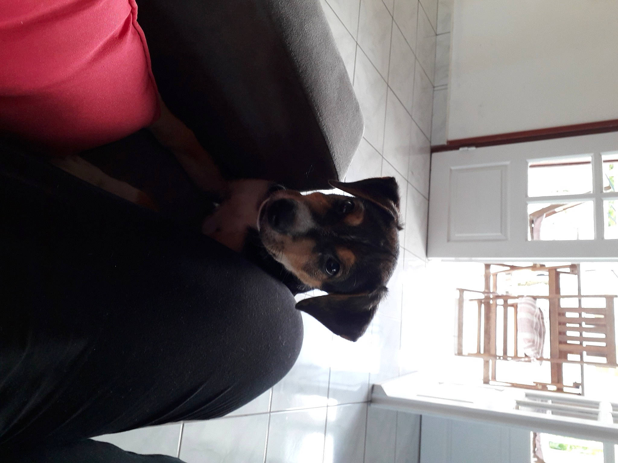 Chop participe au concours pour gagner de l'argent avec cette photo : canidae, carnivore, companion_dog, dog, dog_breed, ear, guard_dog, miniature_pinscher, rat_terrier, window