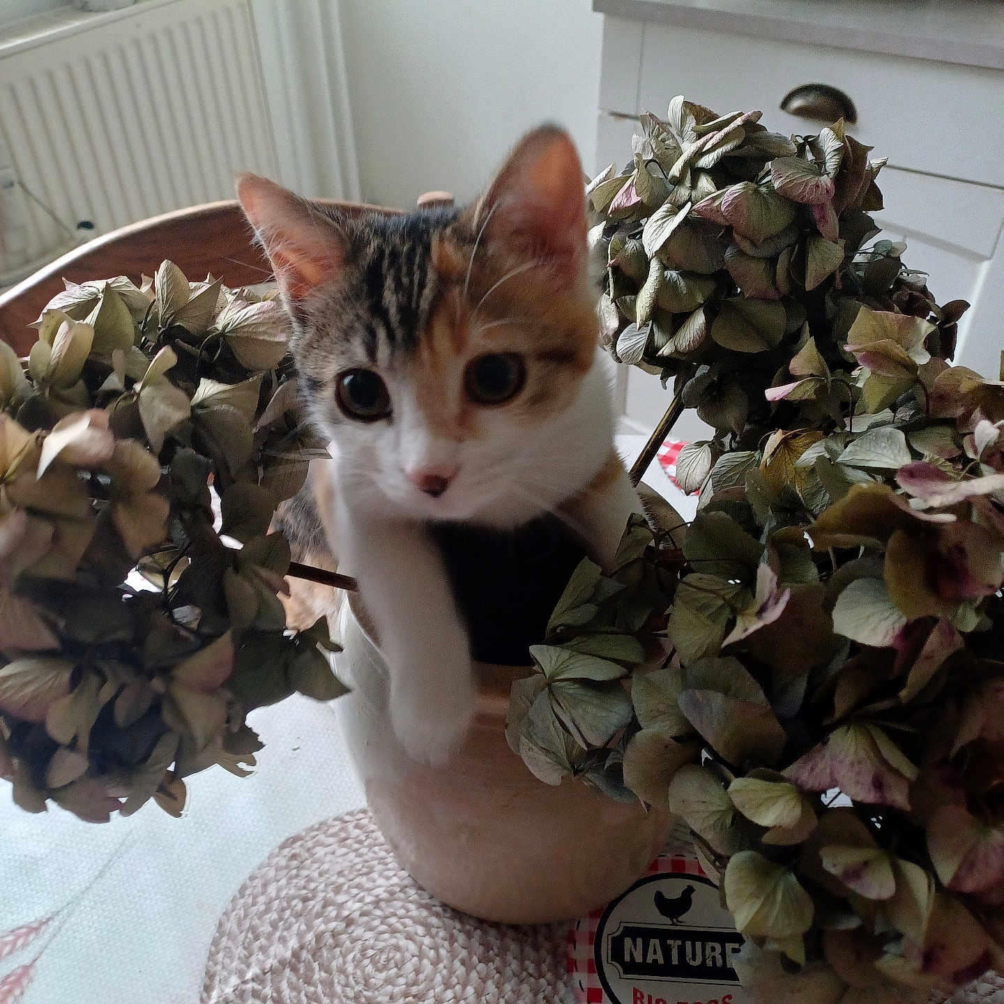 Niya a rejoint le concours — aidez-le/la à gagner de superbes lots ! animal, cat, close_up, curious, cute, decor, domestic, dried_flowers, feline, flower_pot, home, hydrangea, indoor, kitchen, kitten, nature, pet, plant, playful, table