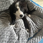 Mya a rejoint le concours — aidez-le/la à gagner de superbes lots ! puppy, dog, black_and_white, blanket, cozy, soft, indoor, pet, cute, fur, animal, laying, resting, looking_up, floor, texture, young, companion, adorable, home