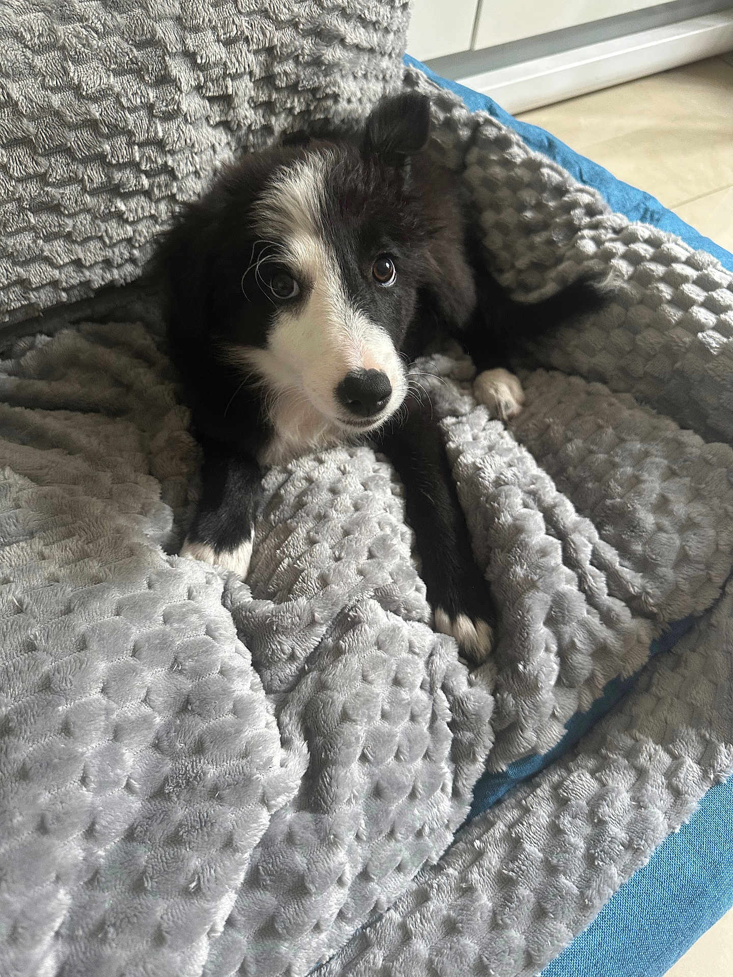 Mya