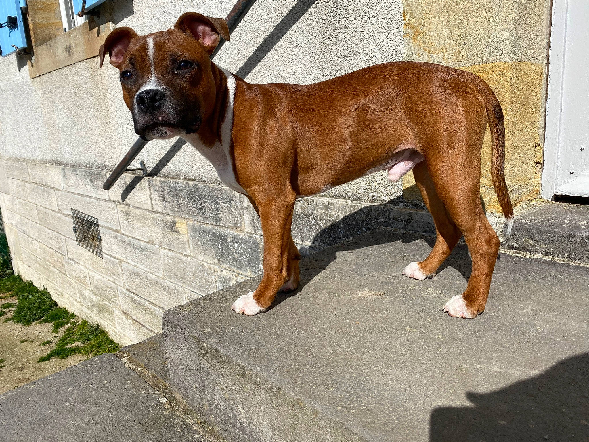 Peps participe au concours pour gagner de l'argent avec cette photo : american_bulldog, american_pit_bull_terrier, american_staffordshire_terrier, ancient_dog_breeds, boxer, canidae, carnivore, companion_dog, dog, dog_breed, fawn, mammal, molosser, non_sporting_group, rare_breed_dog, snout, sporting_group, staffordshire_bull_terrier, vertebrate