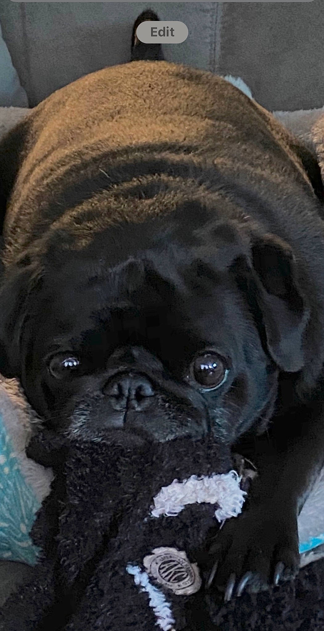 Bruno Mars joined the competition — help win amazing prizes! canidae, carnivore, companion_dog, dog, dog_breed, fawn, pug, puppy, snout, sporting_group, toy_dog, whiskers, wrinkle