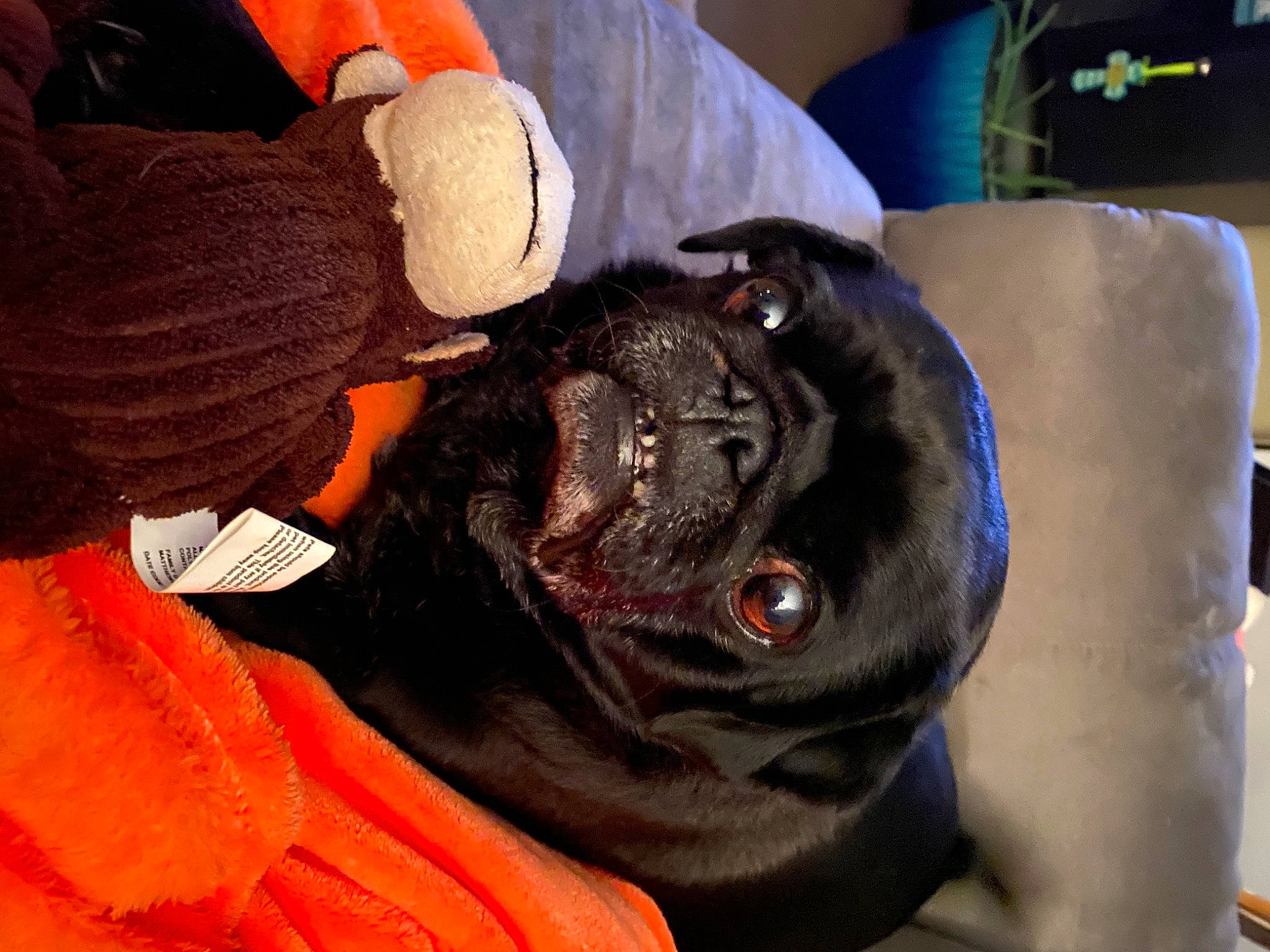 Bruno Mars is registered to the contest to win money with this photo: canidae, carnivore, companion_dog, dog, dog_breed, fawn, non_sporting_group, pug, snout, sporting_group, wrinkle