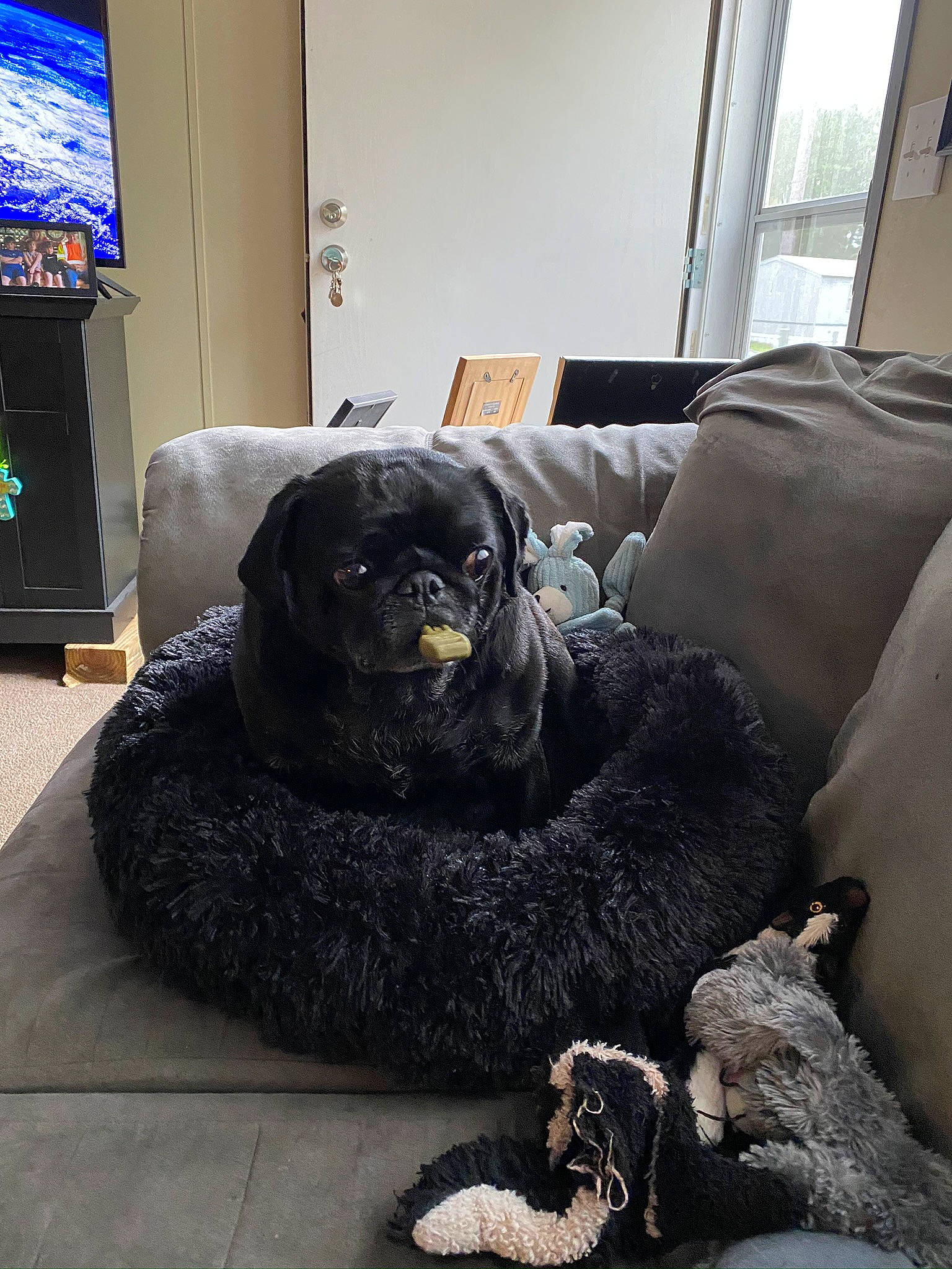 Bruno Mars is registered to the contest to win money with this photo: canidae, carnivore, companion_dog, dog, dog_breed, fur, room, snout, sporting_group