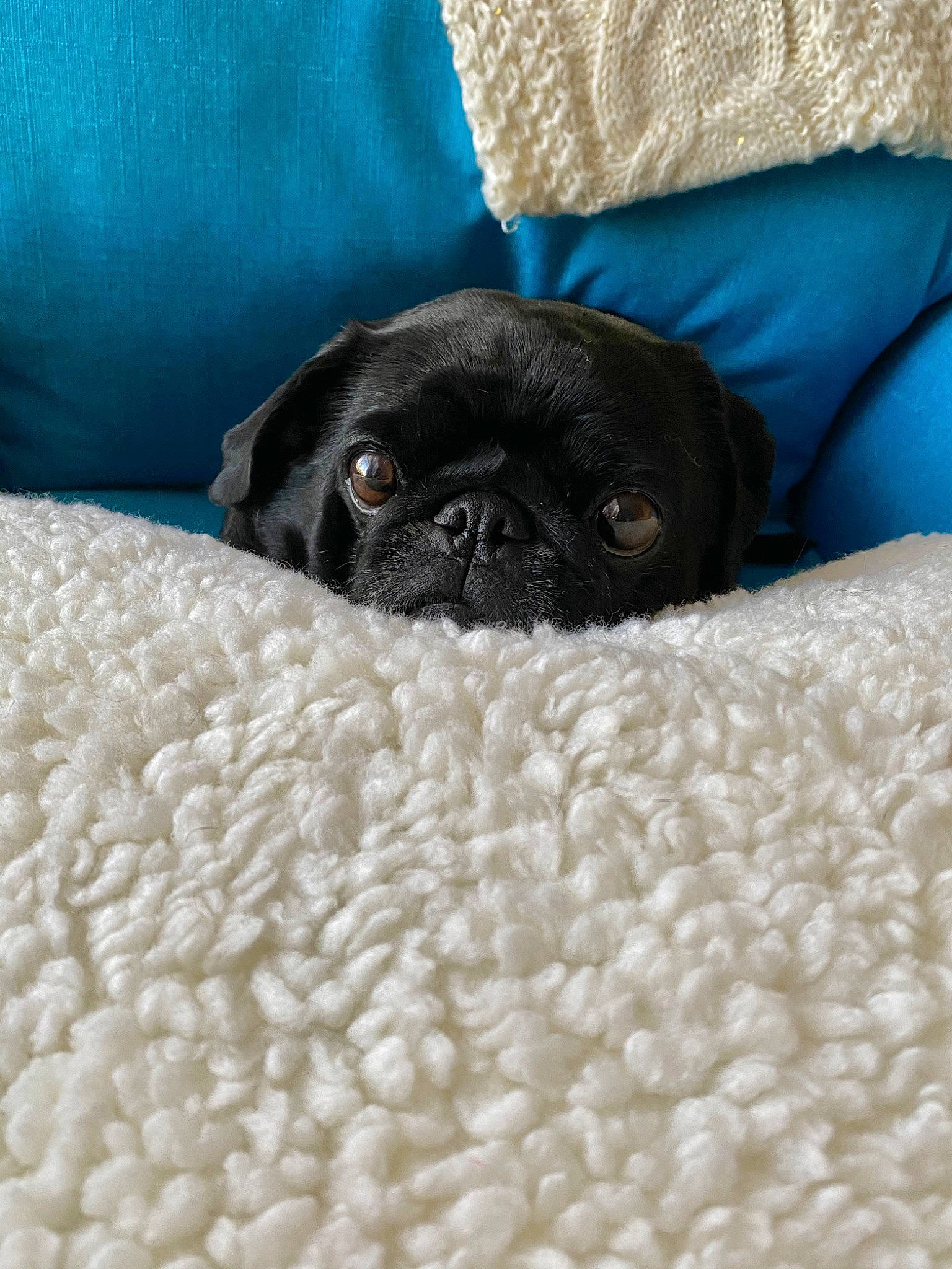 Bruno Mars is registered to the contest to win money with this photo: bed, blanket, canidae, carnivore, companion_dog, dog, dog_bed, dog_breed, fawn, fur, linens, nap, pillow, pug, puppy, snout, sporting_group, toy_dog