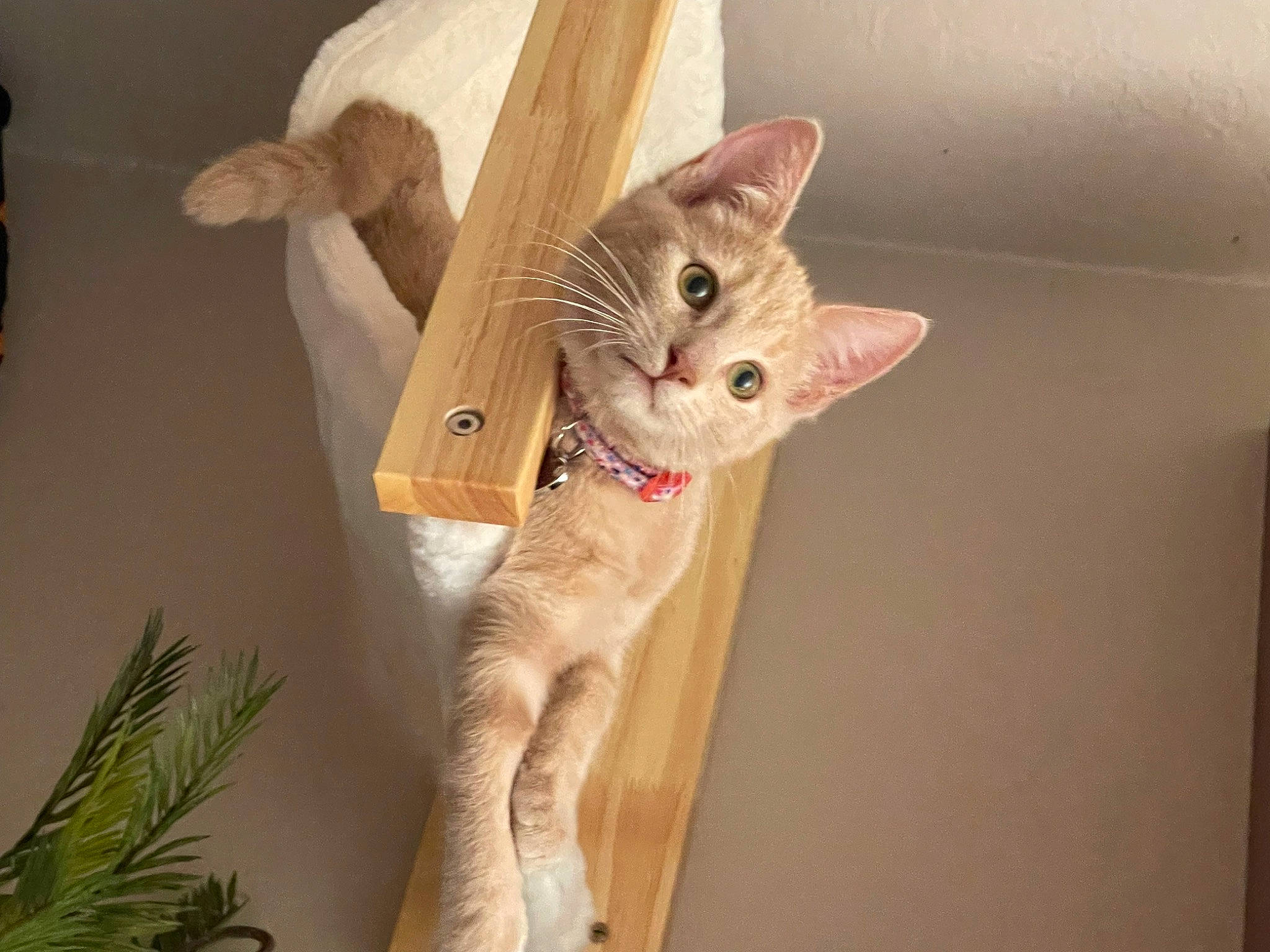 Griffin is registered to the contest to win money with this photo: carnivore, cat, domestic_short_haired_cat, ear, fawn, felidae, fur, paw, room, small_to_medium_sized_cats, snout, tail, vertebrate, whiskers, wood