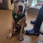Kane is registered to the contest to win money with this photo: animal, attention, black, boots, brown, closeup, curious, dog, floor, frosted_glass, harness, indoor, leash, person, pet, picture, portrait, sitting, white, window
