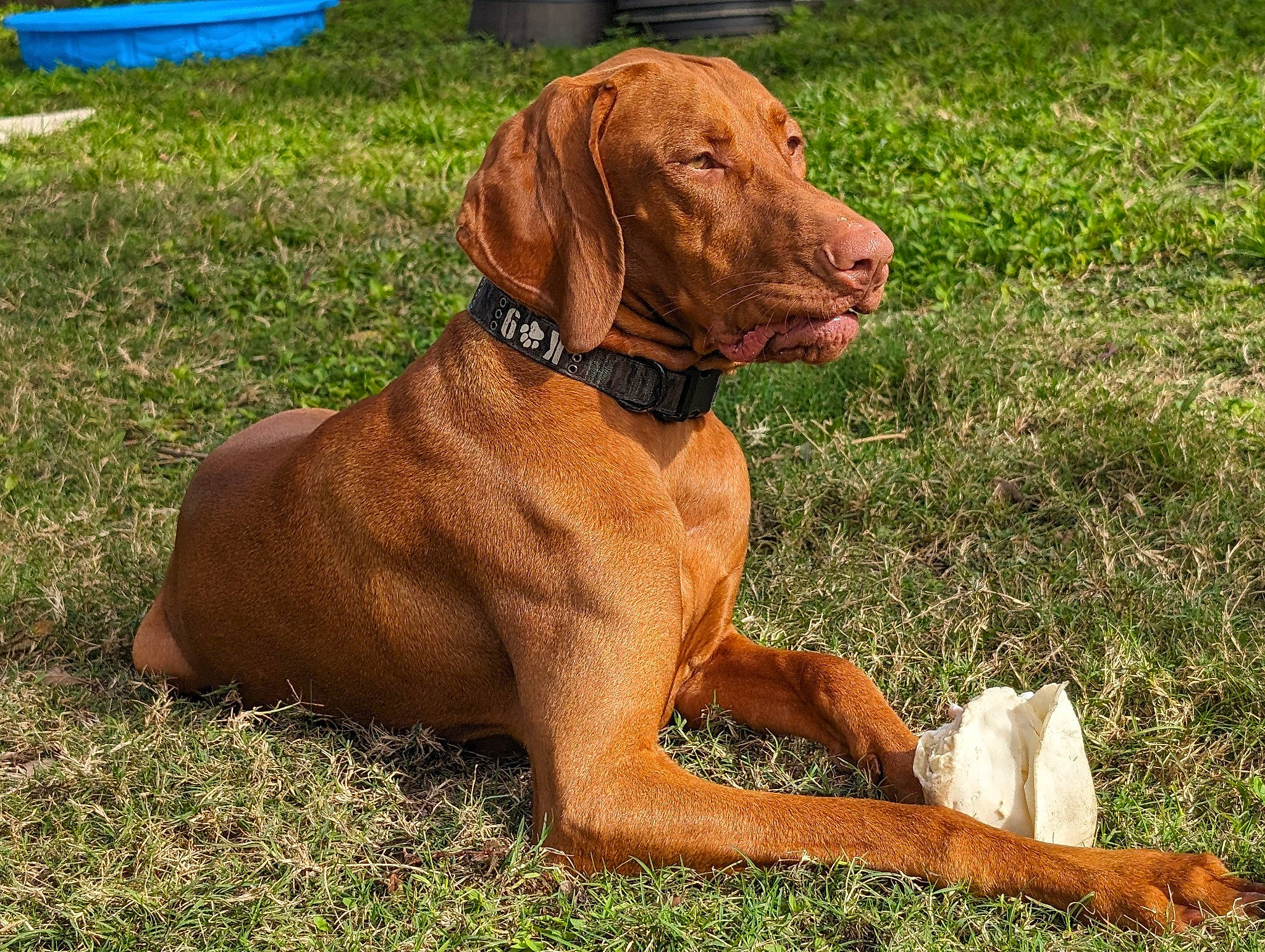 Lilly is registered to the contest to win money with this photo: carnivore, collar, companion_dog, dog, dog_breed, dog_collar, fawn, grass, gun_dog, hunting_dog, liver, tail, terrestrial_animal, working_animal, working_dog