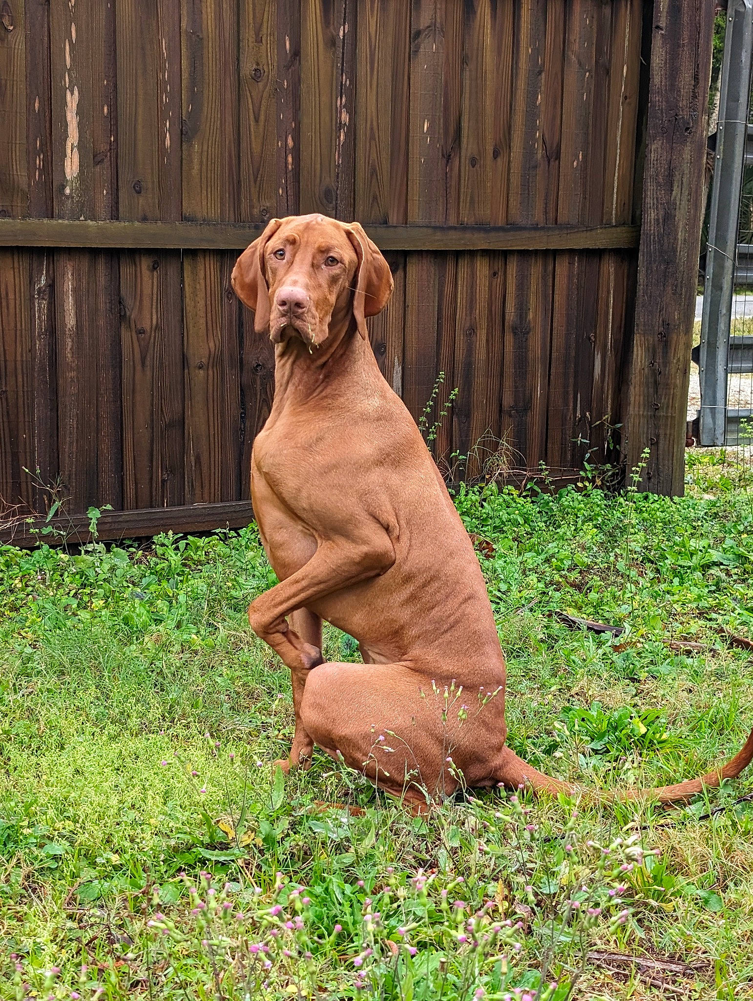Lilly is registered to the contest to win money with this photo: canidae, carnivore, companion_dog, dog, dog_breed, dog_collar, fawn, fence, grass, gun_dog, home_fencing, labrador_retriever, liver, plant, snout, sporting_group, tail, terrestrial_animal, wood, working_animal