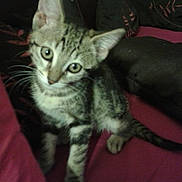 Happy Nini a rejoint le concours — aidez-le/la à gagner de superbes lots ! cat, kitten, tabby, pet, bed, blanket, pillow, whiskers, fur, eyes, ears, striped, tail, paw, indoor, cozy, portrait, looking_at_camera, sitting, feline