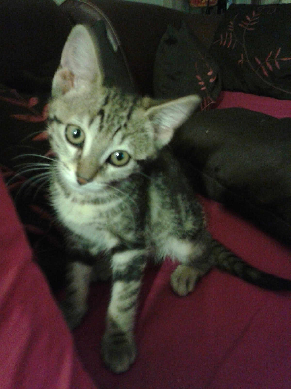 Happy Nini a rejoint le concours — aidez-le/la à gagner de superbes lots ! cat, kitten, tabby, pet, bed, blanket, pillow, whiskers, fur, eyes, ears, striped, tail, paw, indoor, cozy, portrait, looking_at_camera, sitting, feline