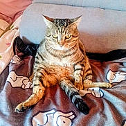 Chouchou participe au concours pour gagner de l'argent avec cette photo : cat, tabby, sitting, blanket, cartoon_dog_prints, couch, indoor, pet, feline, cozy, fur, striped, animal, relaxed, cute, whiskers, ears, tail, home, resting