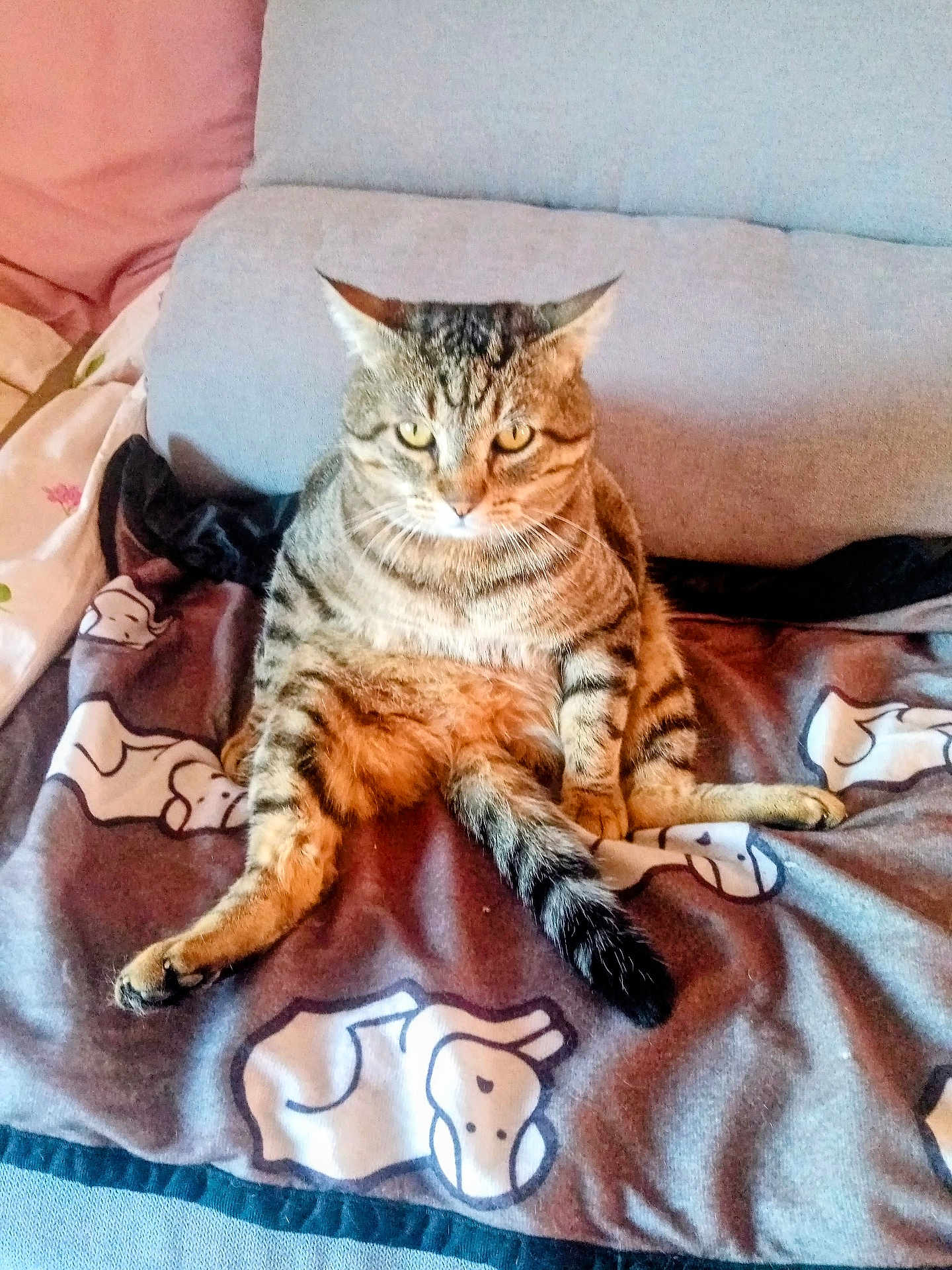 Chouchou