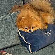 Sting joined the competition — help win amazing prizes! animal, blue, comfortable, couch, cozy, cute, dog, fluffy, fur, home, indoor, laptop, pet, pillow, pomeranian, relaxed, resting, sleepy, small_dog, stickers