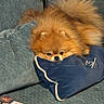 animal, blue, comfortable, couch, cozy, cute, dog, fluffy, fur, home, indoor, laptop, pet, pillow, pomeranian, relaxed, resting, sleepy, small_dog, stickers