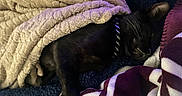 Batman joined the competition — help win amazing prizes! animal, bed, black_cat, blanket, collar, comfort, cozy, domestic_animal, feline, fur, indoor, nap, pet, plush, quiet, relaxation, rest, sleeping, soft_texture, warm