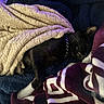 Batman joined the competition — help win amazing prizes! black_cat, blanket, cozy, sleeping, indoor, pet, fur, comfort, rest, soft_texture, warm, relaxation, domestic_animal, animal, feline, collar, bed, nap, plush, quiet
