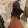 Batman is registered to the contest to win money with this photo: kitten, black_cat, pet, animal, floor, leg, shoe, indoor, curious, playful, small, furry, claw, cute, young, domestic, climbing, texture, shadow, light