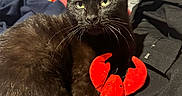 Batman joined the competition — help win amazing prizes! black_cat, cat, pet, animal, plush_toy, lobster_toy, clothes, fabric, indoor, fur, whiskers, yellow_eyes, relaxed, domestic_cat, close_up, feline, toy, resting, soft_toy, cozy