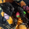 Batman is registered to the contest to win money with this photo: animal, black_cat, blanket, closeup, colorful, cozy, cute, fur, indoor, kitten, orange, pattern, paw, pet, resting, sleepy, snuggling, soft, toy, warm