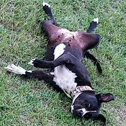 Zoey is registered to the contest to win money with this photo: dog, grass, outdoor, pet, black_and_white, collar, lying_down, playful, animal, canine, relaxed, ears, fur, nature, summer, resting, mammal, fun, domestic_animal, happy