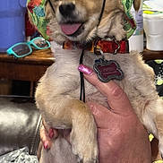 Pipergirl is registered to the contest to win money with this photo: dog, small_dog, hat, floral_hat, tongue_out, pet_collar, indoor, hand, person, nails, pink_nails, furniture, table, glasses, leather_couch, happy, cute, pet_tag, close_up, animal