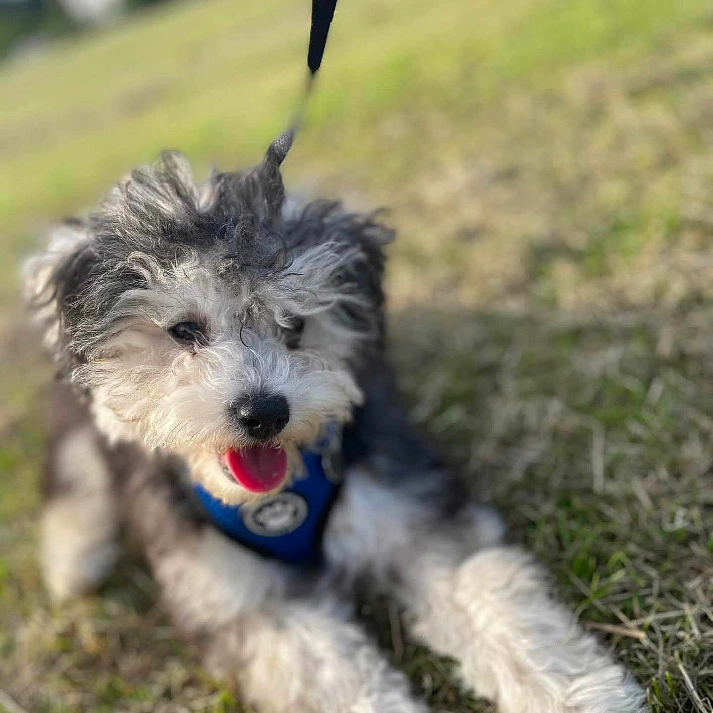 Dobby is registered to the contest to win money with this photo: accessories, affenpinscher, animal, ball, canine, dog, football, grass, lawn, leash, pet, plant, poodle, puppy, soccer, soccerball, sport, strap, terrier, whitedog