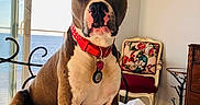 Roxie joined the competition — help win amazing prizes! dog, bed, collar, red_collar, indoor, window, sliding_door, ocean_view, chair, floral_chair, furniture, white_bedspread, brown_dog, pet, animal, resting, domestic, calm, natural_light, portrait