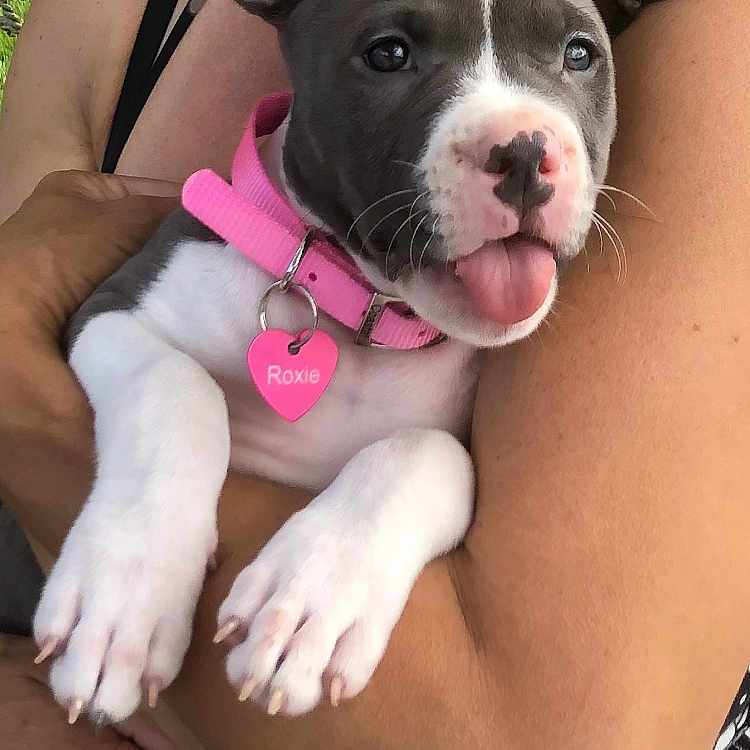 Roxie joined the competition — help win amazing prizes! puppy, dog, pet, pink_collar, tongue_out, person, arm, hand, grass, outdoor, cute, playful, animal, holding, summer, smile, face, collar_tag, black_and_white_clothing, ring