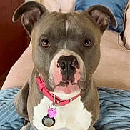 Roxie is registered to the contest to win money with this photo: dog, pitbull, pet, collar, tag, couch, blanket, blue, beige, indoors, close_up, face, ears, sitting, animal, canine, looking_at_camera, fur, nose, expression