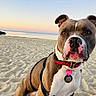 Roxie is registered to the contest to win money with this photo: dog, pit_bull, beach, sand, sunset, collar, pet, canine, outdoor, animal, calm, sea, sky, horizon, nature, muzzle, ears, tag, portrait, leash