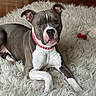 Roxie joined the competition — help win amazing prizes! dog, pet, collar, plush_toy, rug, floor, indoor, brown, white, animal, cute, laying_down, fur, ears, face, eyes, nose, paw, relaxed, home