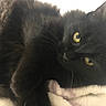 Witch joined the competition — help win amazing prizes! black_cat, cat, feline, pet, animal, yellow_eyes, fluffy, whiskers, soft_blanket, resting, close_up, indoor, cute, cozy, fur, relaxed, mammal, laying_down, domestic_cat, portrait