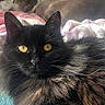 Witch joined the competition — help win amazing prizes! black_cat, yellow_eyes, long_fur, cat, dog, blanket, indoor, pet, animal, cozy, resting, fur, closeup, soft_texture, relaxed, companion, sleeping_dog, warm_lighting, domestic, friendship