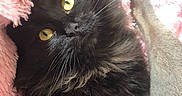 Witch is registered to the contest to win money with this photo: cat, black_cat, yellow_eyes, fluffy, pet, animal, feline, blanket, pink_blanket, cozy, paw, fur, cute, indoor, close_up, resting, soft_texture, whiskers, sleepy, curious