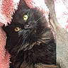 cat, black_cat, yellow_eyes, fluffy, pet, animal, feline, blanket, pink_blanket, cozy, paw, fur, cute, indoor, close_up, resting, soft_texture, whiskers, sleepy, curious