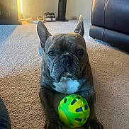 Dubbie joined the competition — help win amazing prizes! dog, french_bulldog, toy, ball, carpet, indoor, pet, animal, resting, brown, white_chest, ears_up, looking_at_camera, living_room, furniture, leather_couch, shoes, playful, close_up, domestic